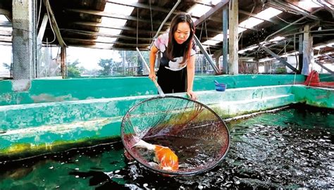 錦鯉女王|台灣第一等【台灣錦鯉女王 培育鯉魚王 1 條飆天價】。